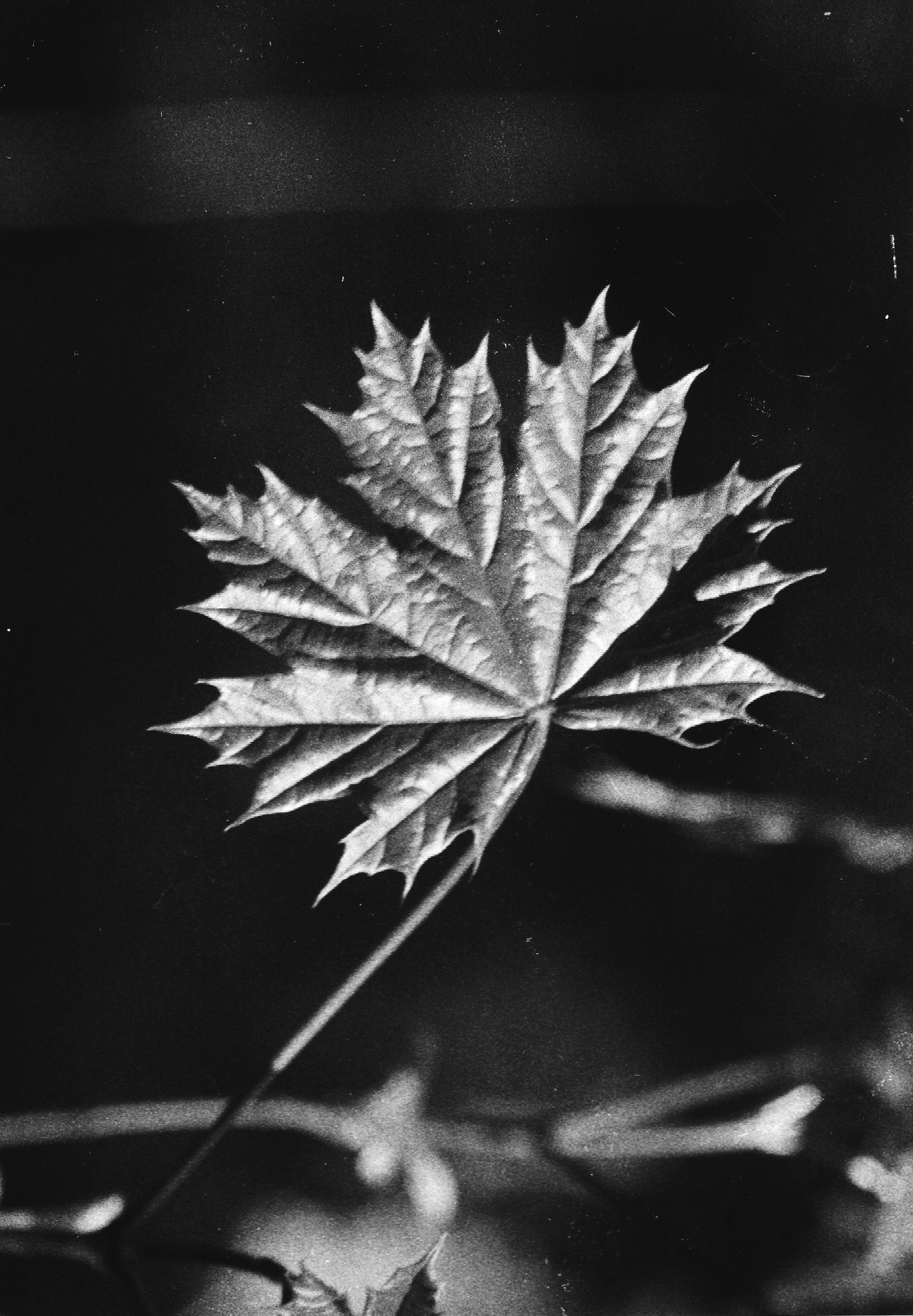 Blatt im Licht